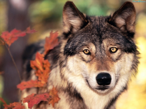 Wallpapers Dogs and wolves (200 wallpapers)