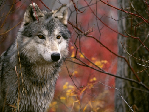 Wallpapers Dogs and wolves (200 wallpapers)