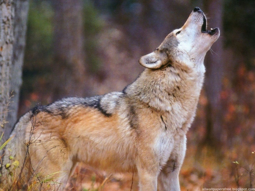 Wallpapers Dogs and wolves (200 wallpapers)