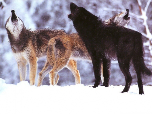 Wallpapers Dogs and wolves (200 wallpapers)