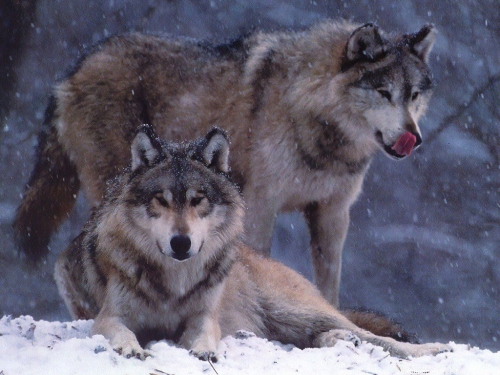 Wallpapers Dogs and wolves (200 wallpapers)