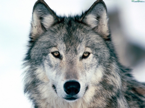 Wallpapers Dogs and wolves (200 wallpapers)