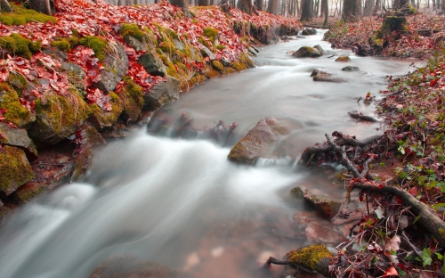 Widescreen wallpaper Nature 'FOREST'  16: 10  Vol No. 2. (50 wallpapers)