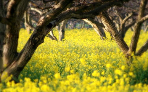 Widescreen wallpaper Nature 'FOREST'  16: 10  Vol No. 1. (50 wallpapers)