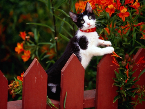 357 Beautiful Cats Wallpapers (357 wallpapers)