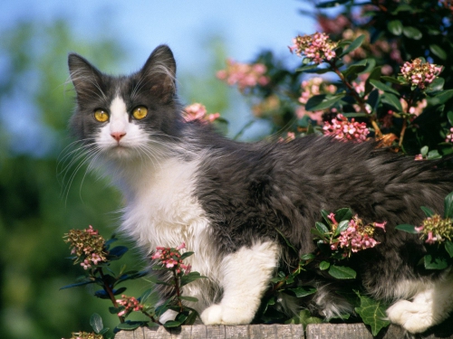 357 Beautiful Cats Wallpapers (357 wallpapers)