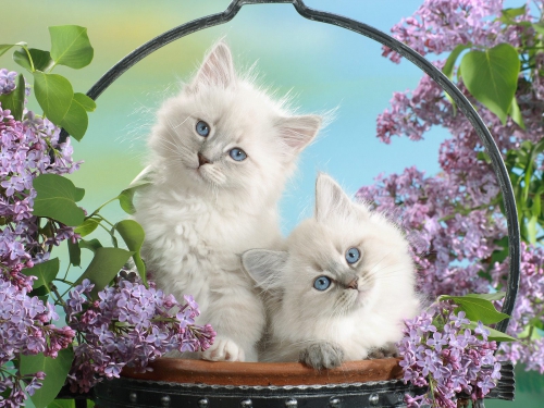 357 Beautiful Cats Wallpapers (357 wallpapers)