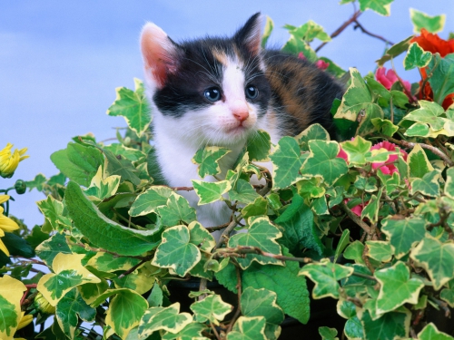 357 Beautiful Cats Wallpapers (357 wallpapers)