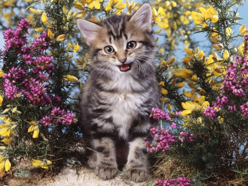 357 Beautiful Cats Wallpapers (357 wallpapers)