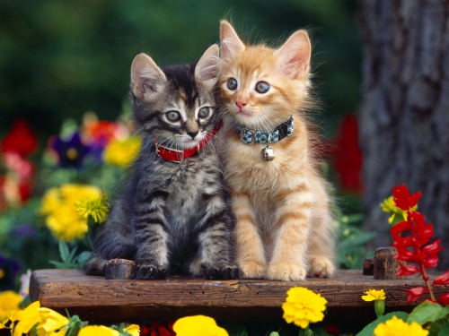 357 Beautiful Cats Wallpapers (357 wallpapers)