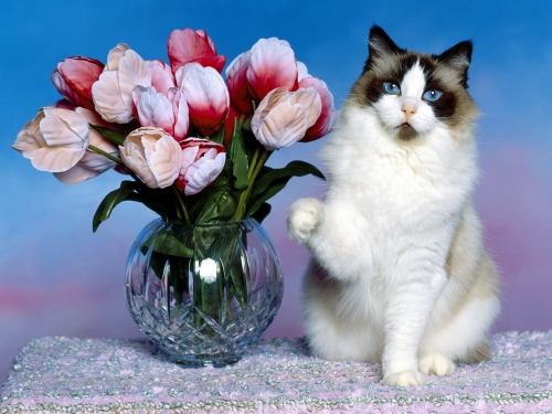 357 Beautiful Cats Wallpapers (357 wallpapers)