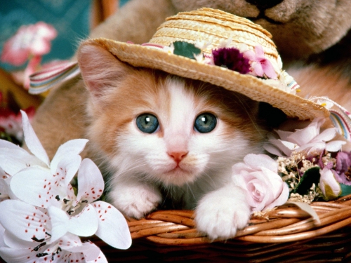 357 Beautiful Cats Wallpapers (357 wallpapers)