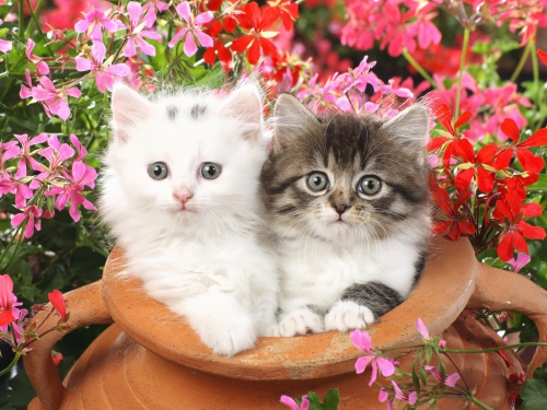 357 Beautiful Cats Wallpapers (357 wallpapers)