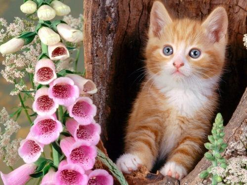 357 Beautiful Cats Wallpapers (357 wallpapers)