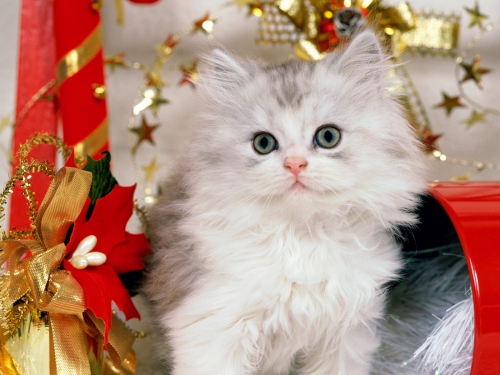 357 Beautiful Cats Wallpapers (357 wallpapers)