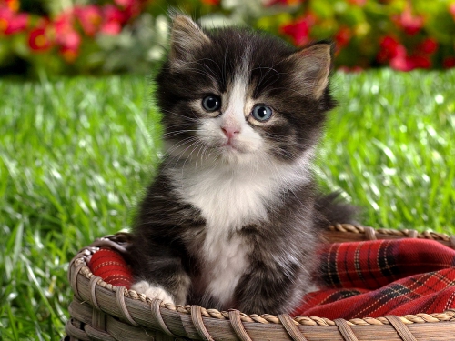 357 Beautiful Cats Wallpapers (357 wallpapers)