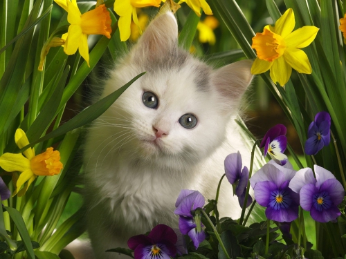 357 Beautiful Cats Wallpapers (357 wallpapers)