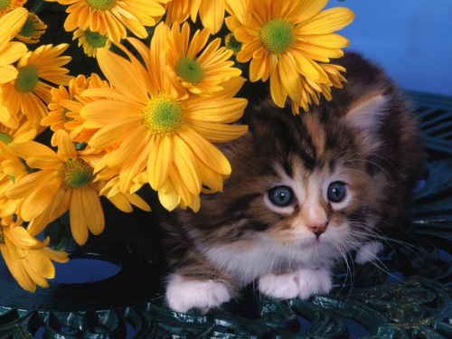 357 Beautiful Cats Wallpapers (357 wallpapers)