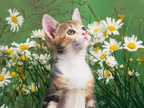 357 Beautiful Cats Wallpapers (357 wallpapers)