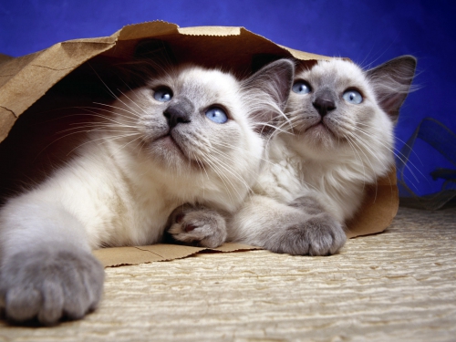 357 Beautiful Cats Wallpapers (357 wallpapers)