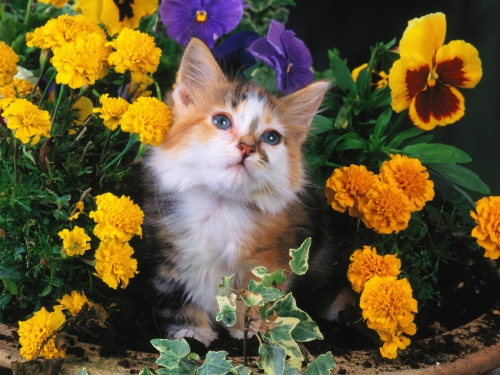 357 Beautiful Cats Wallpapers (357 wallpapers)