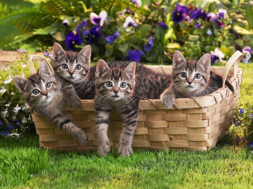 357 Beautiful Cats Wallpapers (357 wallpapers)