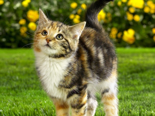 357 Beautiful Cats Wallpapers (357 wallpapers)