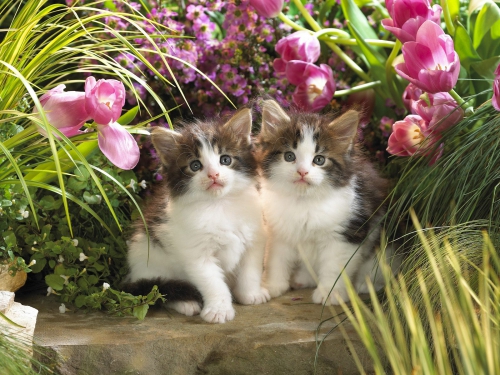 357 Beautiful Cats Wallpapers (357 wallpapers)