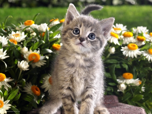 357 Beautiful Cats Wallpapers (357 wallpapers)