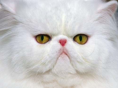 357 Beautiful Cats Wallpapers (357 wallpapers)