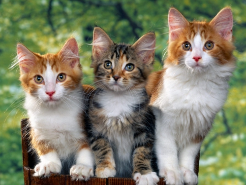 357 Beautiful Cats Wallpapers (357 wallpapers)