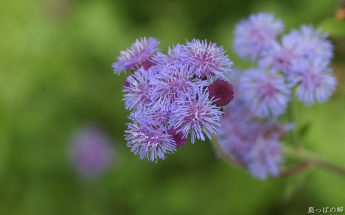 65 Great Colorful Flowers HD Wallpapers (65 wallpapers)