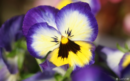 65 Great Colorful Flowers HD Wallpapers (65 wallpapers)