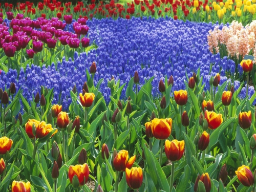 60 Incredible Colorful Flowers HQ Wallpapers (60 wallpapers)