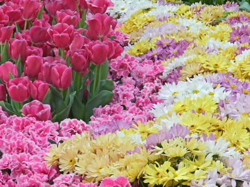 60 Incredible Colorful Flowers HQ Wallpapers (60 wallpapers)