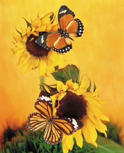 Collection Beautiful Butterfly (152 wallpapers)