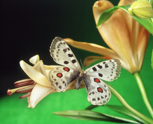 Collection Beautiful Butterfly (152 wallpapers)