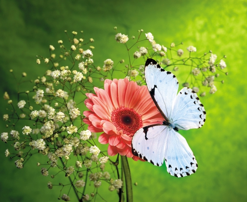 Collection Beautiful Butterfly (152 wallpapers)