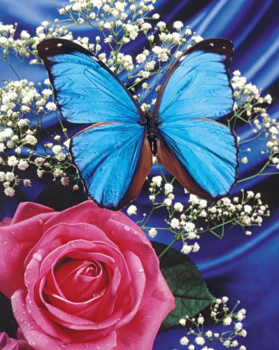 Collection Beautiful Butterfly (152 wallpapers)