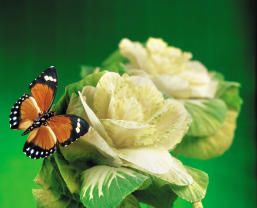 Collection Beautiful Butterfly (152 wallpapers)