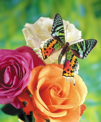 Collection Beautiful Butterfly (152 wallpapers)