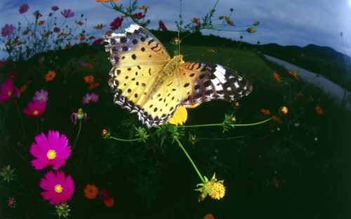 Collection Beautiful Butterfly (152 wallpapers)