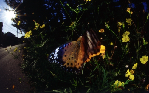 Collection Beautiful Butterfly (152 wallpapers)