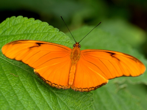 Collection Beautiful Butterfly (152 wallpapers)