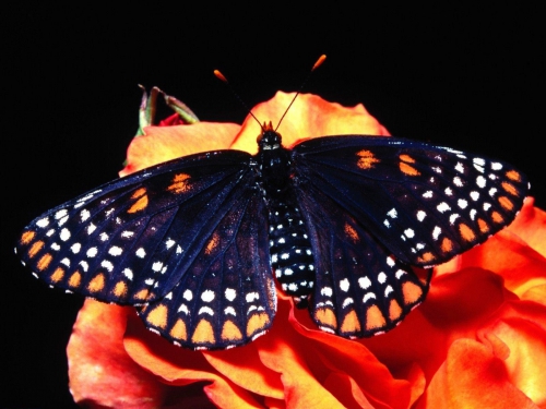 Collection Beautiful Butterfly (152 wallpapers)