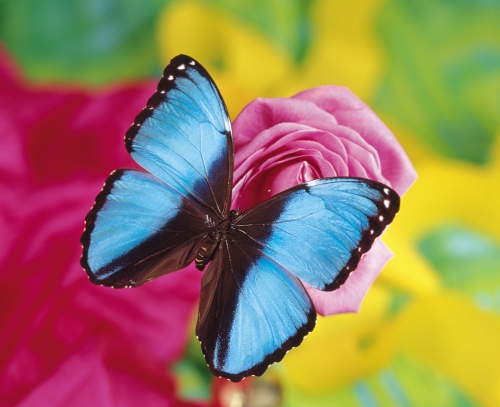 Collection Beautiful Butterfly (152 wallpapers)