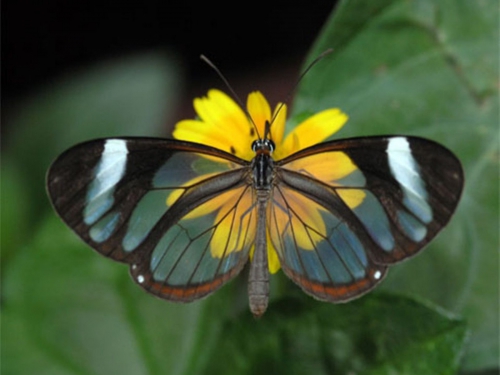 Collection Beautiful Butterfly (152 wallpapers)