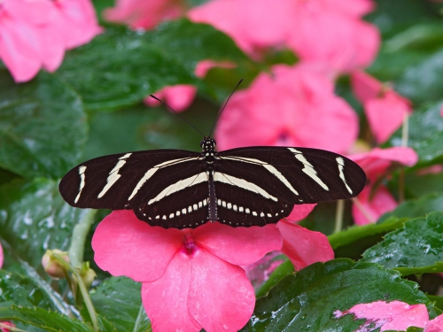 Collection Beautiful Butterfly (152 wallpapers)