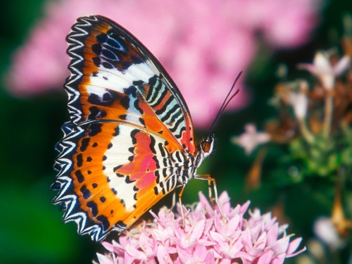 Collection Beautiful Butterfly (152 wallpapers)