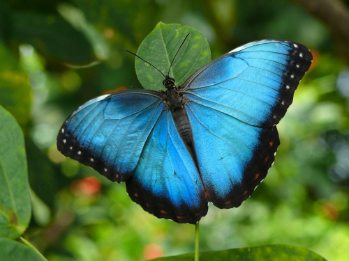 Collection Beautiful Butterfly (152 wallpapers)